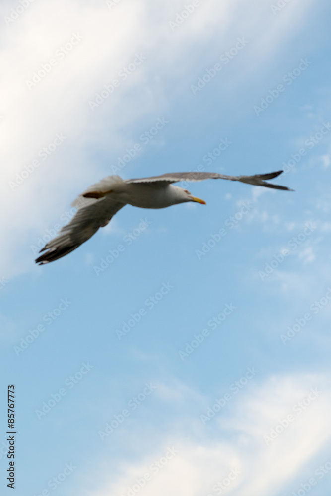 Obraz premium Gabbiani sul Tevere