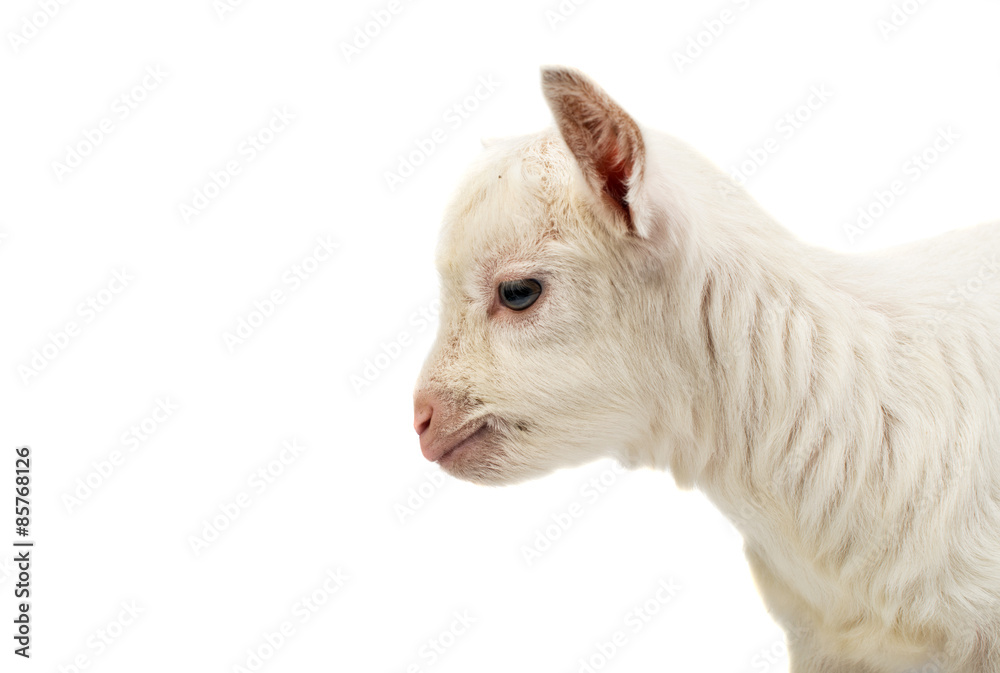 little white goat little white goat