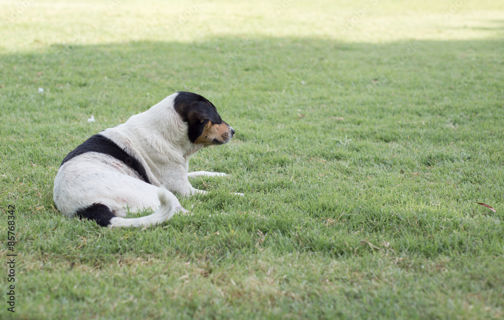 Dog on green grass background