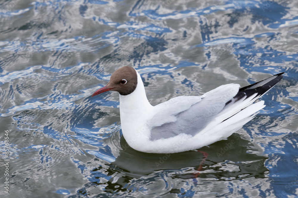 Fototapeta premium Seagull floating in water