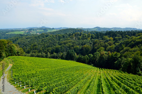Wallpaper Mural Weinberge an der Weinstraße bei Gamlitz im Sommer, Südsteiermark Österreich Torontodigital.ca