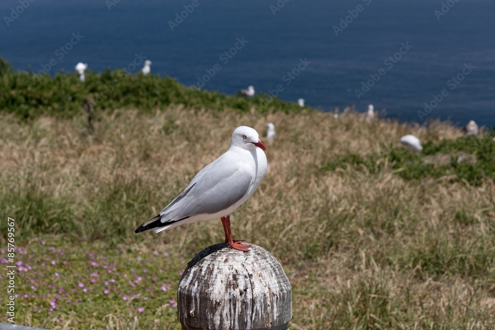 Fototapeta premium Möwen auf Felsen
