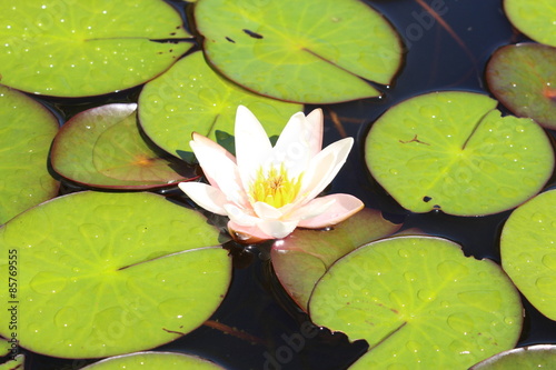 Fototapeta Naklejka Na Ścianę i Meble -  Dwarf White Waterlily flower in Innsbruck, Austria. Its scientific name is Nymphaea Candida, native to  Europe and West Asia. The waterlilies are protected species in Estonia.