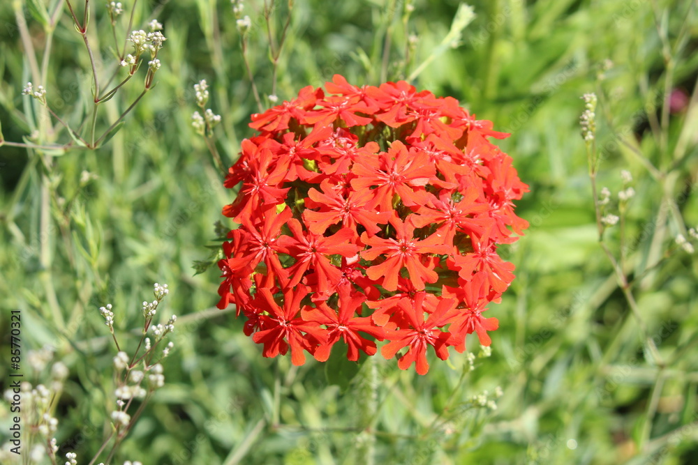 Burning Love flower (or Dusky Salmon, Flower of Bristol, Jerusalem Cross, Maltese Cross, Nonesuch, Fireball, Red Robin) in Innsbruck, Austria. Lychnis Chalcedonica (or Silene Chalcedonica). Burning Love flower (or Dusky Salmon, Flower of Bristol, Jerusalem Cross, Maltese Cross, Nonesuch, Fireball, Red Robin) in Innsbruck, Austria. Lychnis Chalcedonica (or Silene Chalcedonica).
