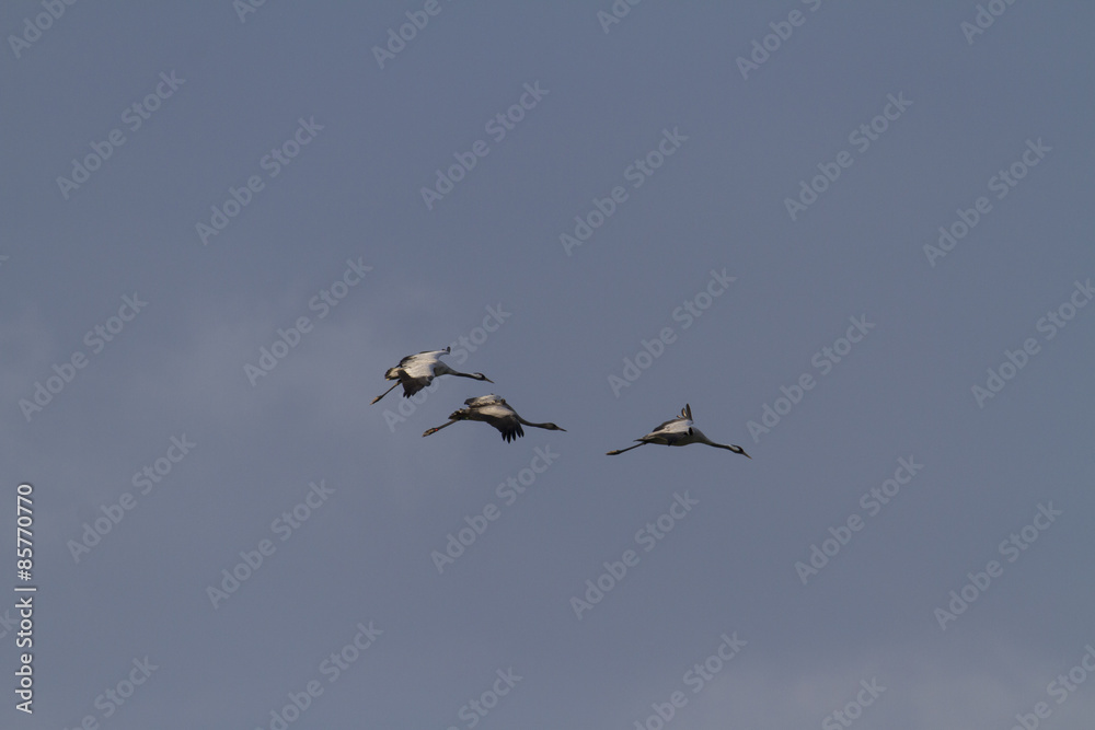 Kraniche, Grus grus, Graukranich Kraniche, Grus grus, Graukranich