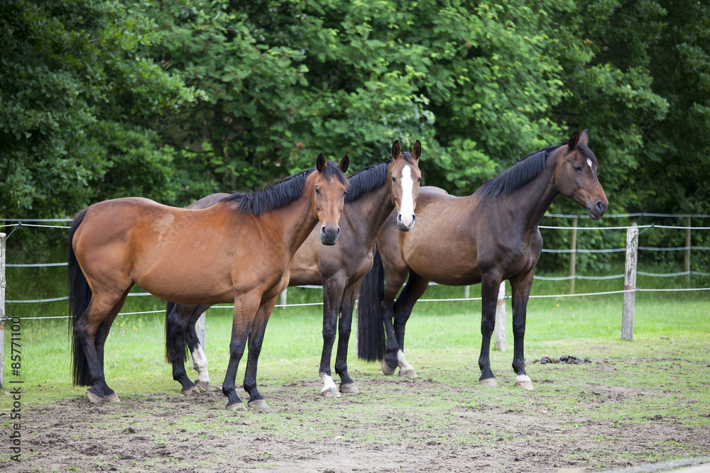 Drei Warmblut Pferde auf Weide