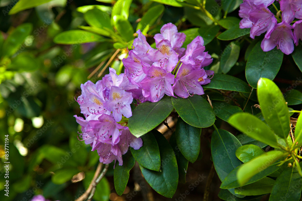 Purple blooming rhododendron with green leaves Purple blooming rhododendron with green leaves