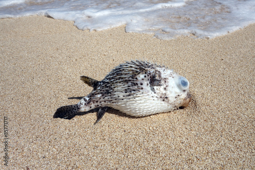 Hawaiian Spotted Pufferfish aka toad fish washed up on a beach