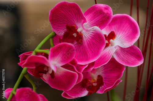 Beautiful artificial pink orchid with blurry background