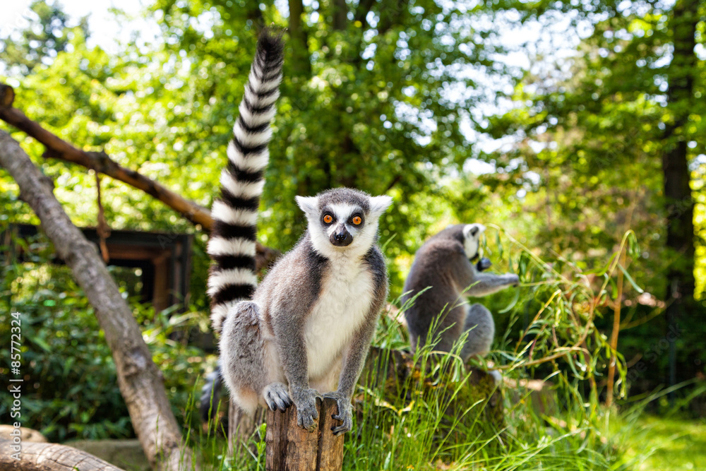 Naklejka premium Ring-tailed lemur looking at the camera