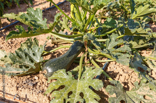 Zucchini grow photo