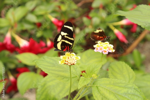 White striped red and black 