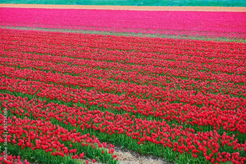 crimson tulip red and flower  field