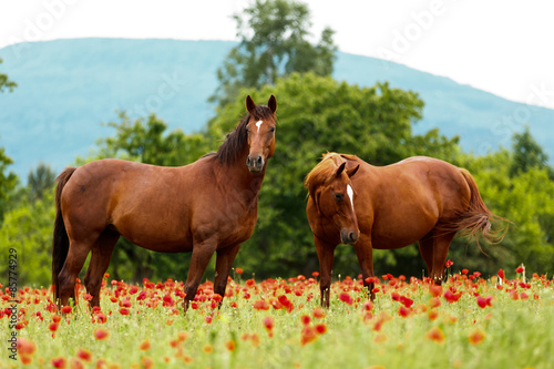 2 Fuchsstuten im Mohn