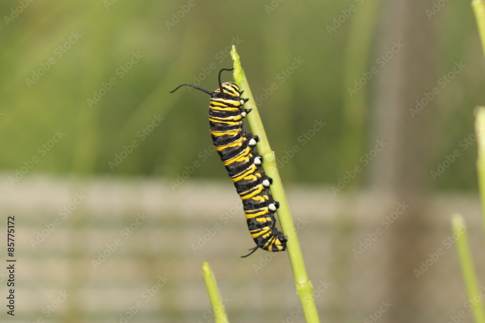 Yellow, black and white striped 