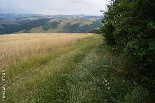 Campos de trigales en campiña italiana