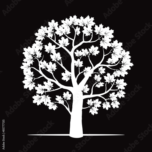 White Marple Tree. Vector Illustration.