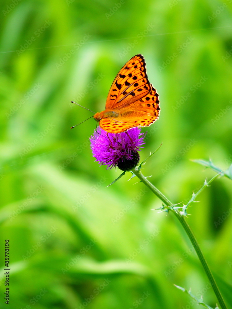 Obraz premium ヒョウモンチョウ