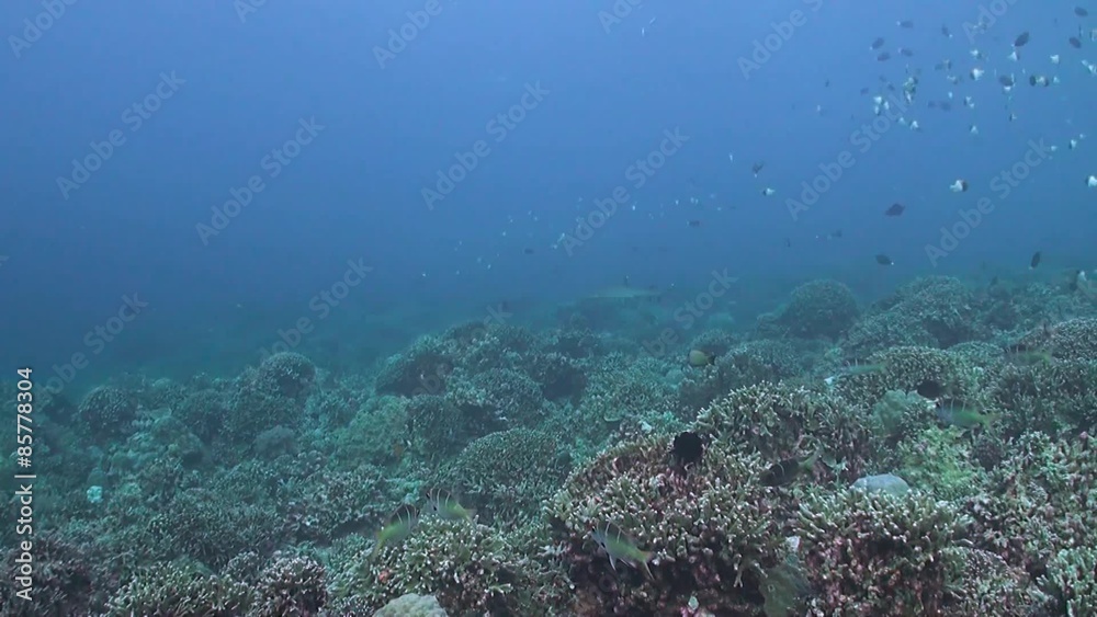 Whitetip reef shark swims along a coral reef Whitetip reef shark swims along a coral reef