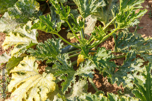 Zucchini grow photo