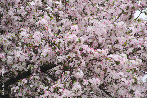 Canvas Print cherry blossom