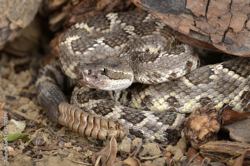 Portrait of a Southern Pacific Rattlesnake 