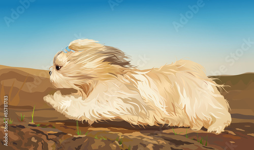 Shih tzu dog