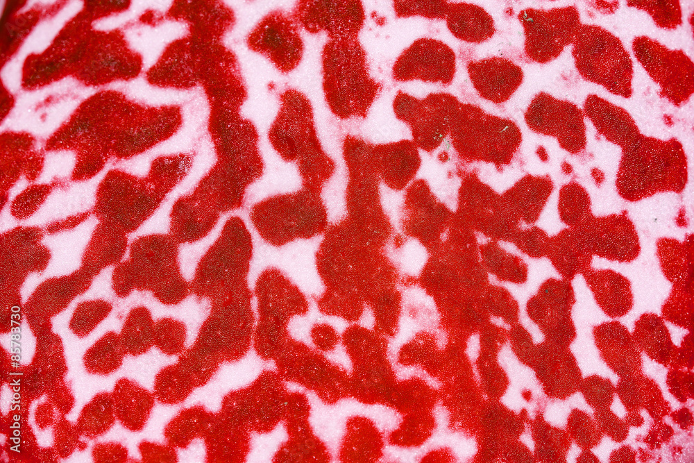 Orchid flowers texture,Petal texture Orchid flowers texture,Petal texture
