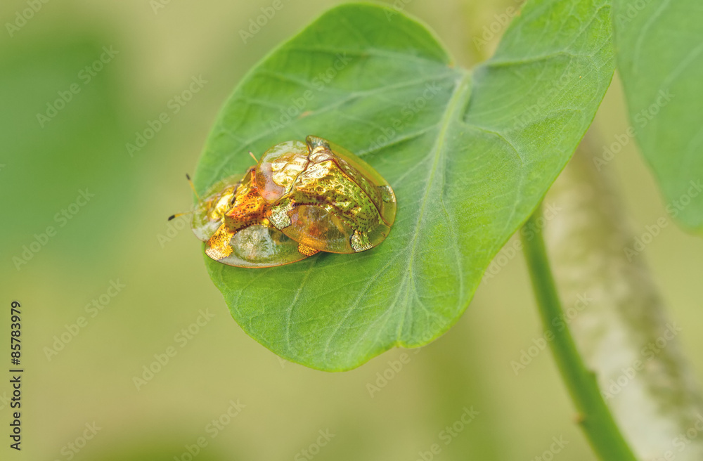 Golden tortoise beetle hybridize on green leaf at night scene Golden tortoise beetle hybridize on green leaf at night scene