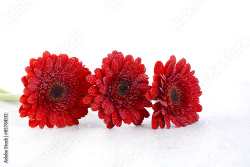 Bright red gerbera daisy flowers photo