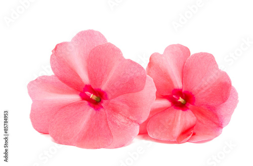 Fototapeta Naklejka Na Ścianę i Meble -  balsam flower