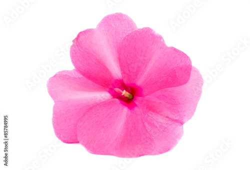 Fototapete balsam flower