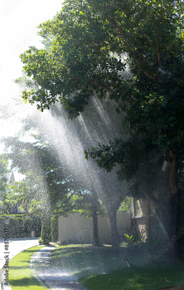 Obraz premium Raining and sunlight breaking through leaves and branches