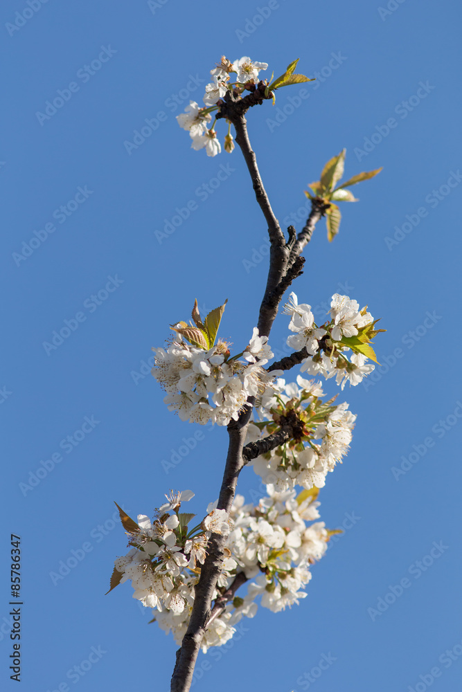 cherry blossoms against the sky