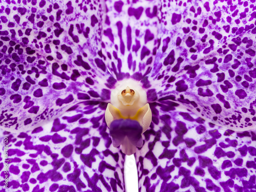 Fototapeta Naklejka Na Ścianę i Meble -  Purple orchids flower close up.