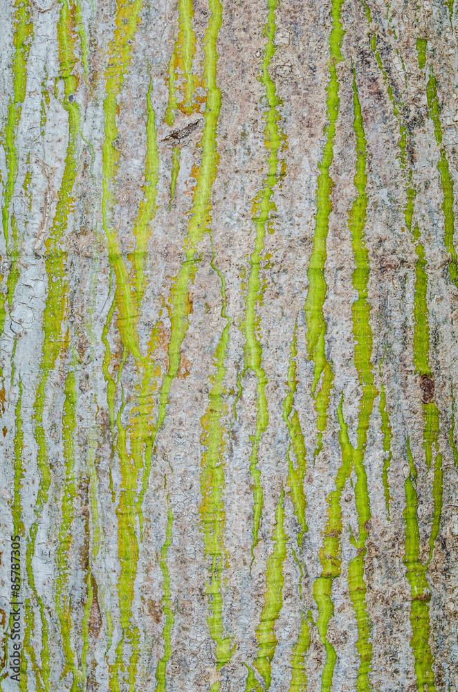 Obraz premium The pattern on the bark