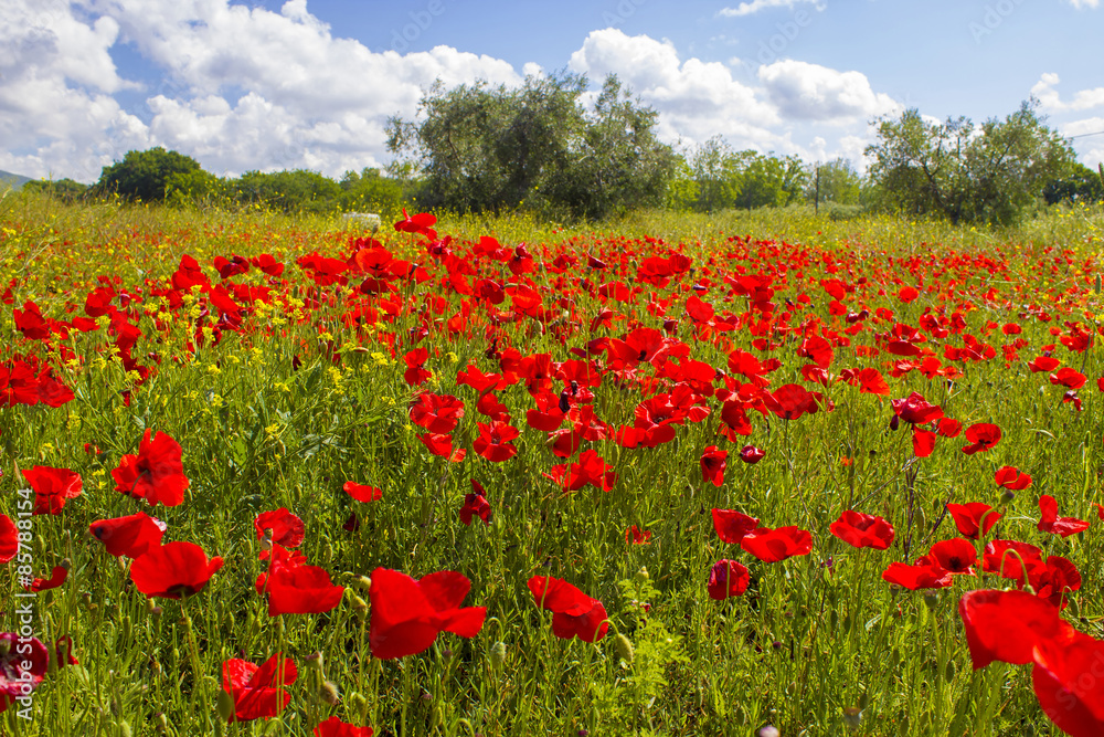 spring in Tuscany, landscape with poppies