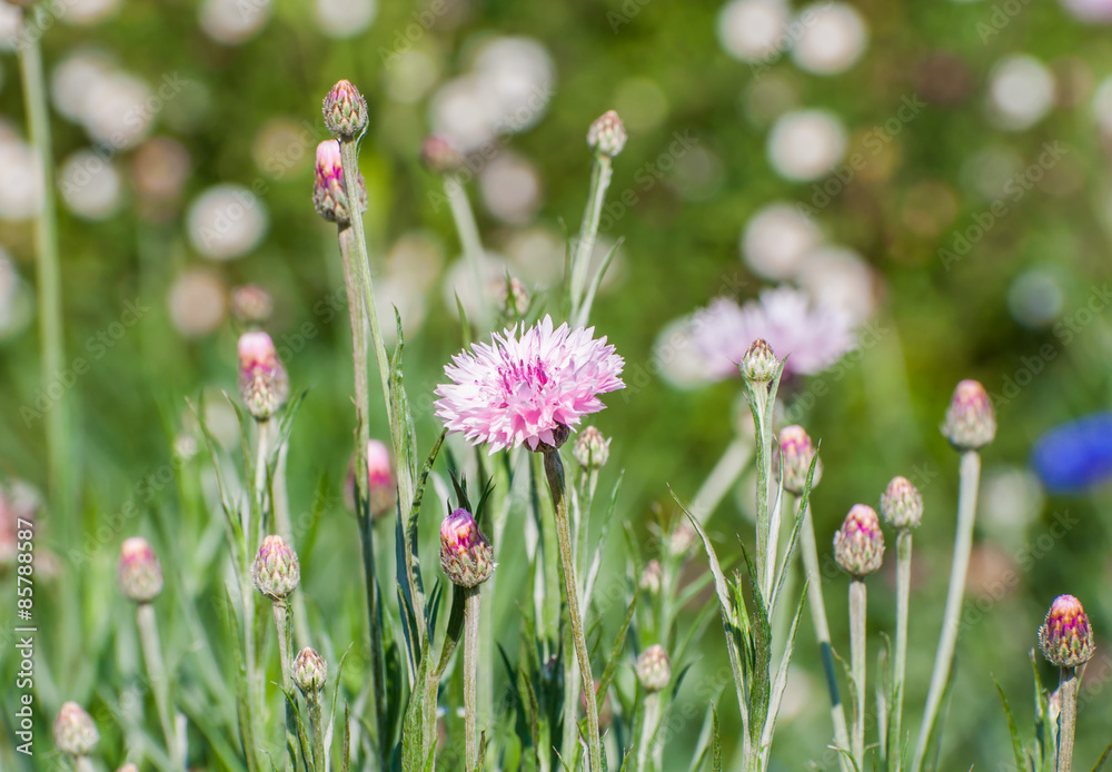 Naklejka premium Flower in the garden background
