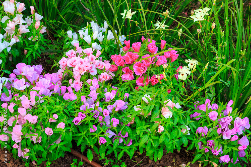 Multi-colored flowers in the flowerbed