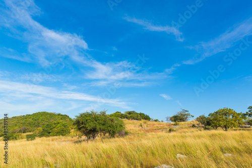 Savannah Landscape in Thailand.