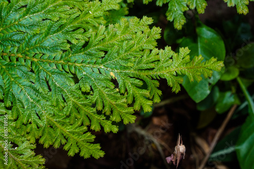 Fern leaf