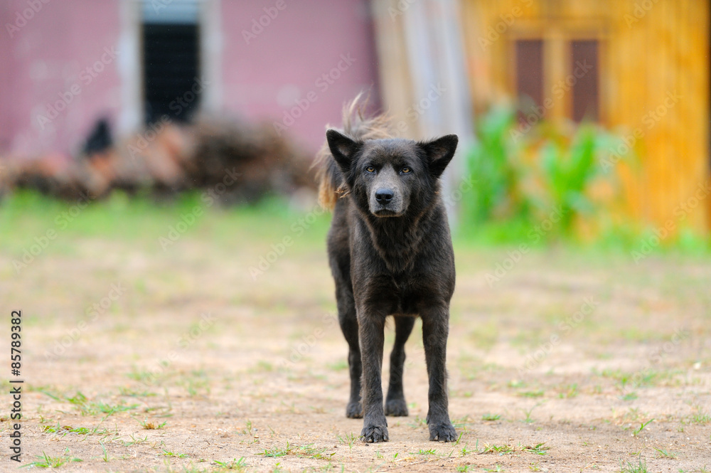 The Dog The Dog