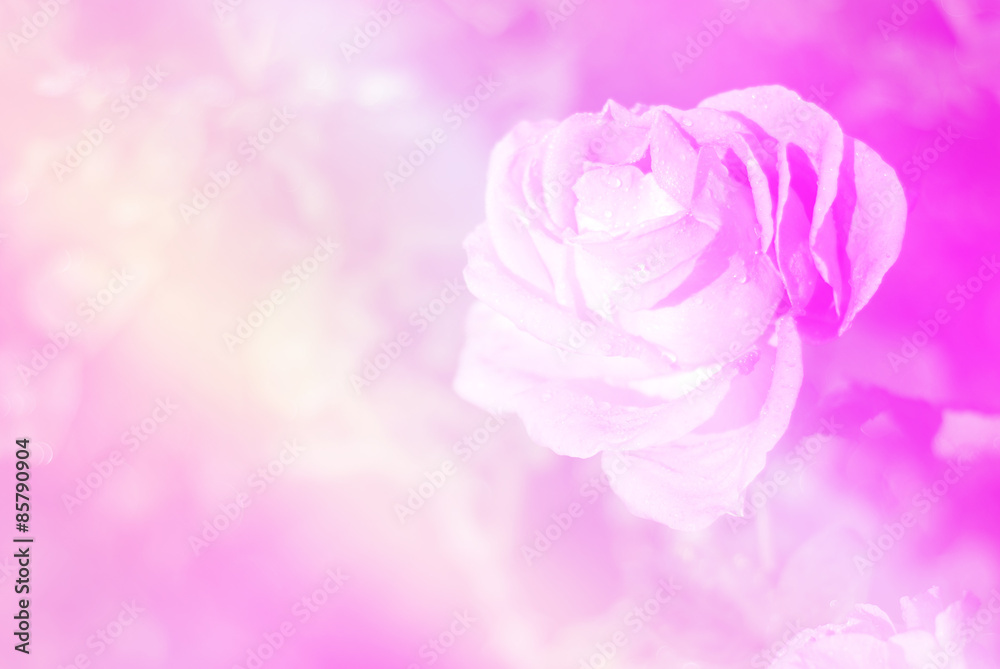 Fototapeta premium Beautiful flowers made with color filters, Soft focus.