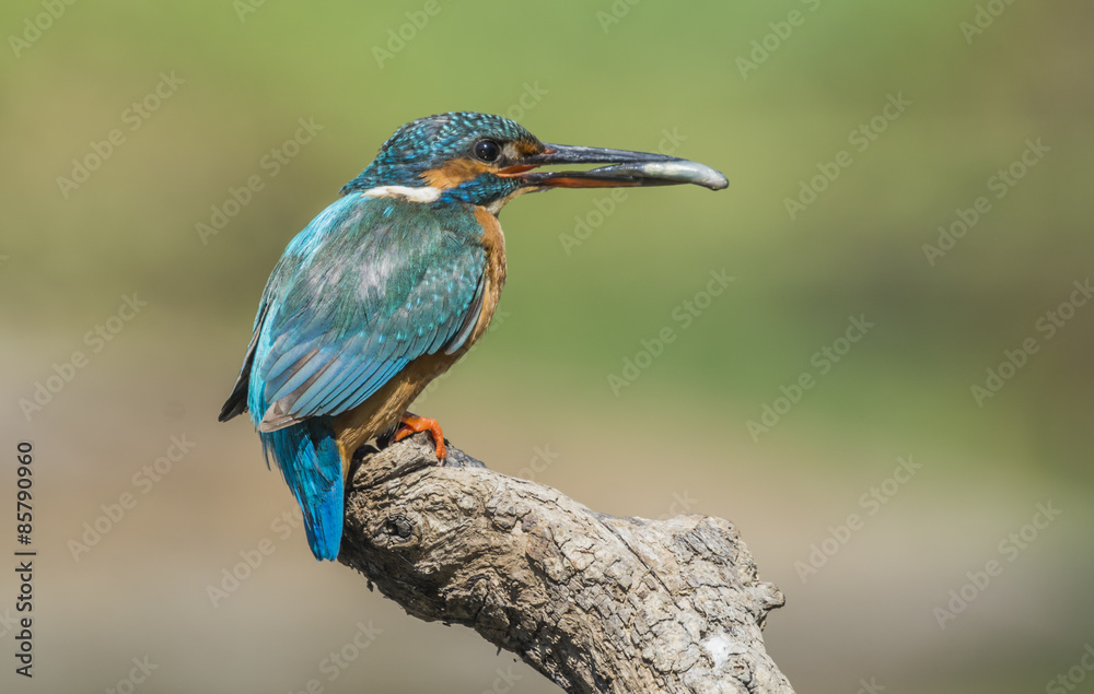 Fototapeta premium kingfisher