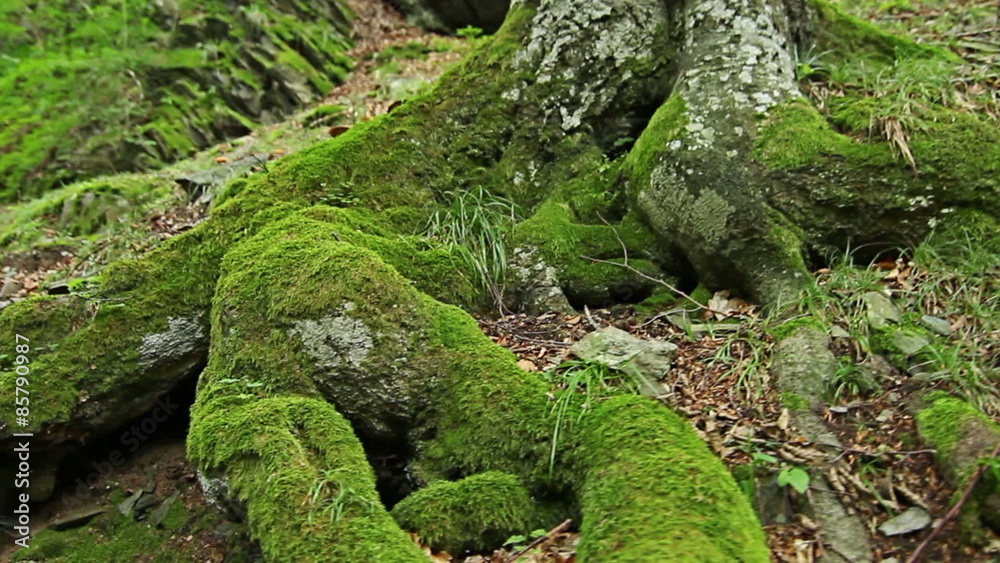 Steadicam Shot mountain wet Forest with mossy stones and tree roots, personal perspective of view, POV Steadicam Shot mountain wet Forest with mossy stones and tree roots, personal perspective of view, POV