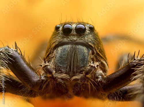 Jumping spider