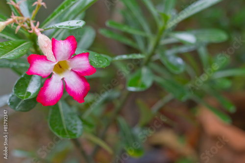 adenium flower photo