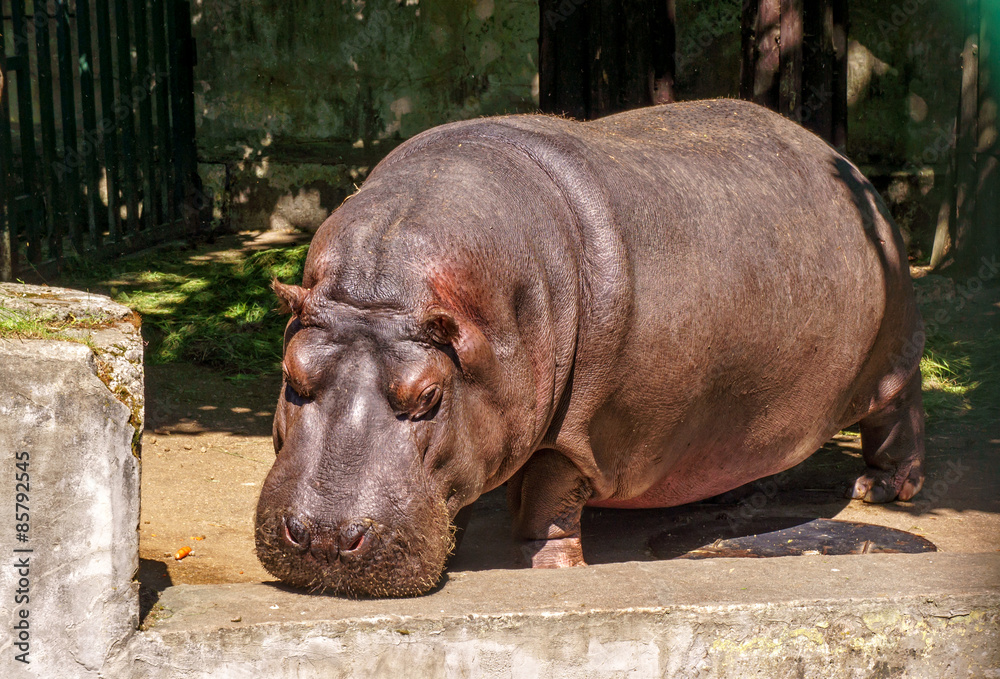Hippopotamus Hippopotamus