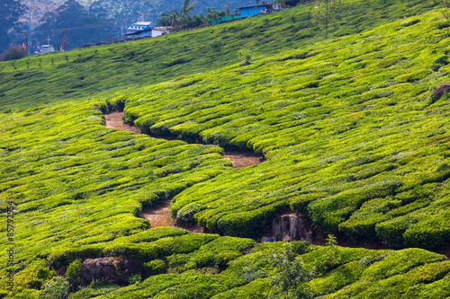 Tea plantations