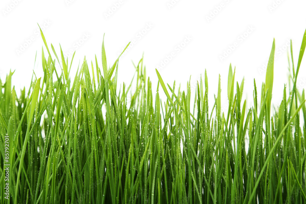 Green grass isolated on white Green grass isolated on white